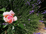 Schaugarten Saubergen Familie Österreicher Rosa Rose im Lavendel